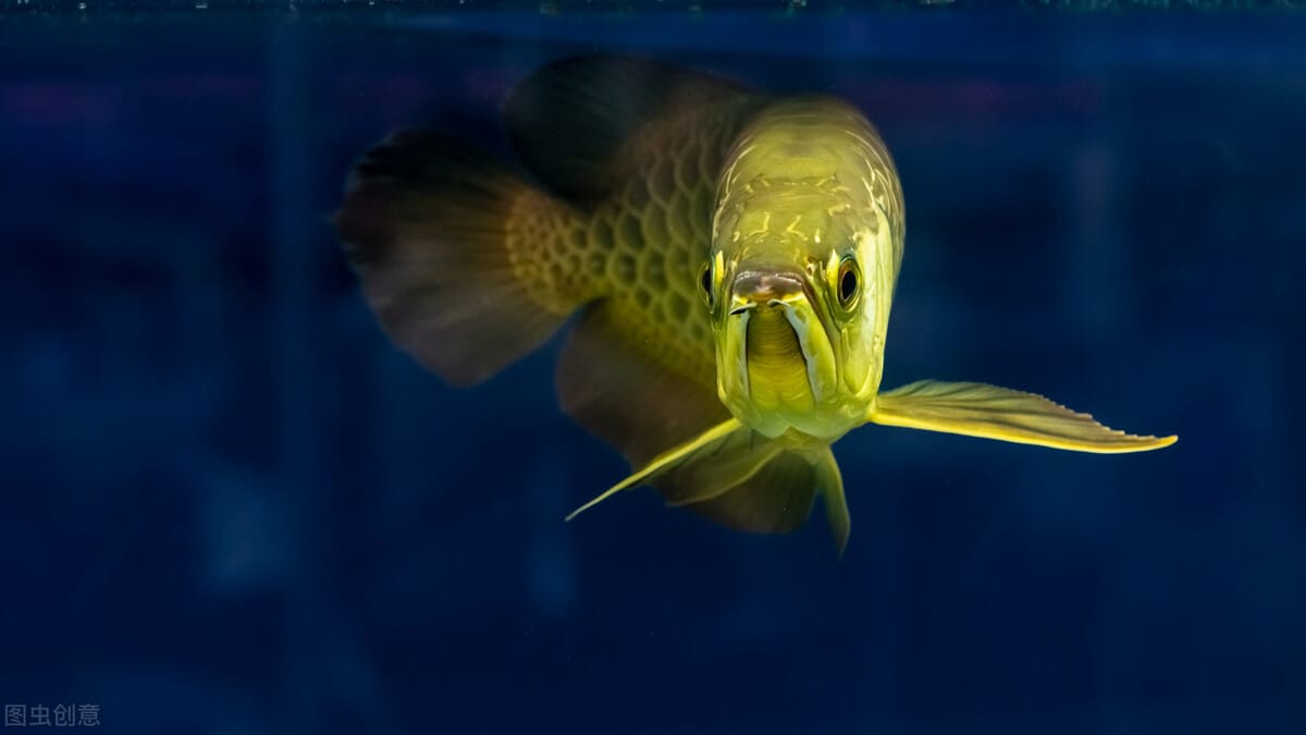 金龙鱼是什么品种的鱼（金龙鱼是什么鱼）(图3)
