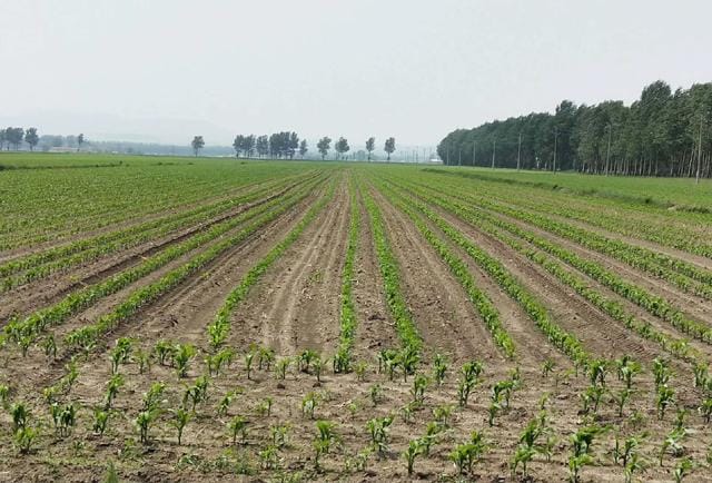 种玉米每亩需要多少肥料（种玉米用什么复合肥肥料最好）(图3)