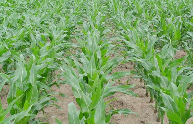 种玉米每亩需要多少肥料（种玉米用什么复合肥肥料最好）(图4)