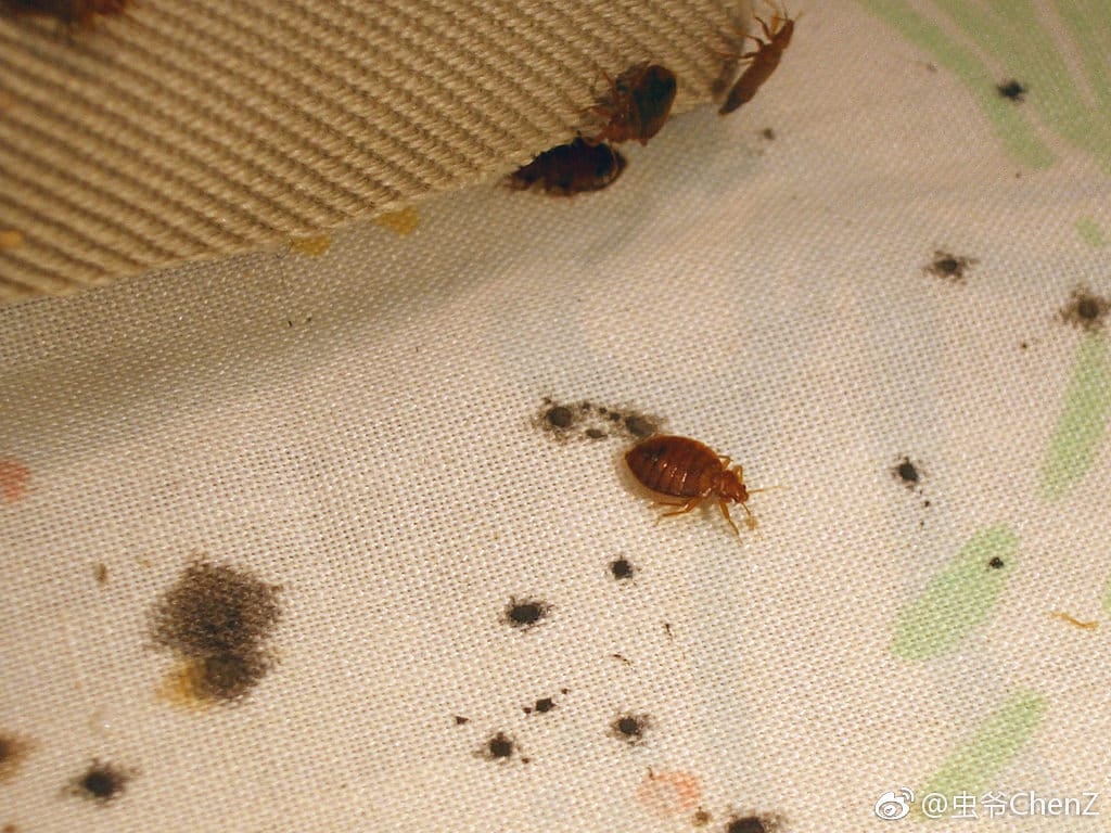 臭虫咬的包是啥样子,晚上怎么预防臭虫咬? 本文共(963字) 臭虫咬的包是啥样子,晚上怎么预防臭虫咬? 本文共(963字)