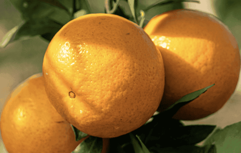 小橘子的品种有哪些（小橘子叫什么名字）(图2)