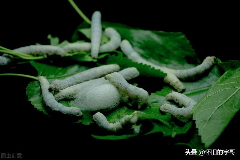 一龄蚕到二龄蚕需要多久的时间（1龄蚕到2龄蚕需要多久时间）(图2)