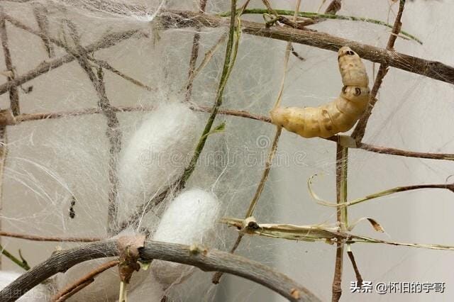一龄蚕到二龄蚕需要多久的时间（1龄蚕到2龄蚕需要多久时间）(图1)