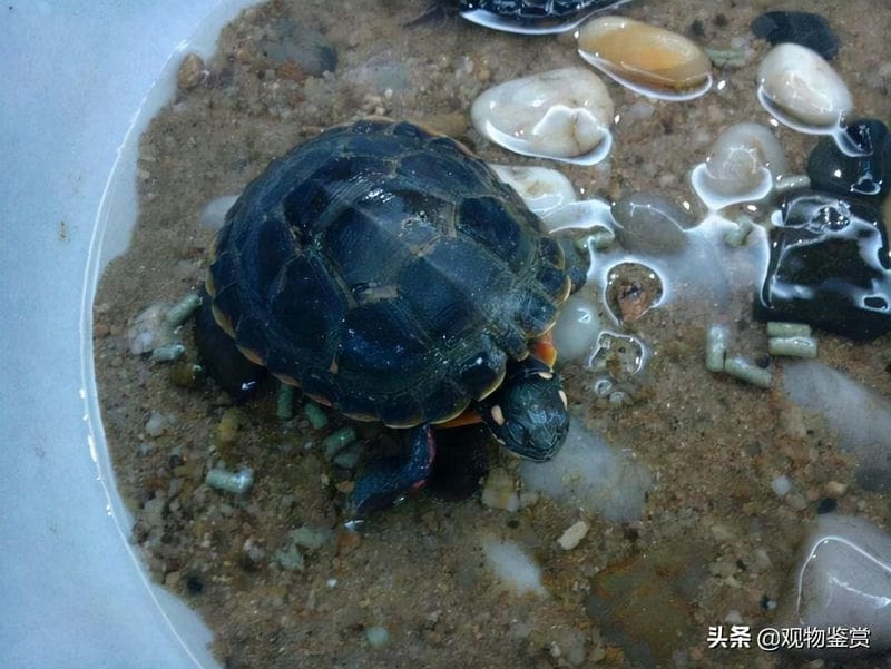 人工喂养乌龟吃什么（乌龟吃什么东西才能活得更久）(图2)