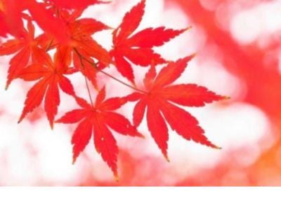 古文分手句子表达心情