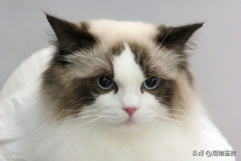 蓝色眼睛的猫咪品种（蓝色眼睛的猫品种）(图3)