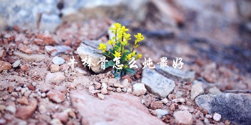 炖牛棒骨的最佳方法,教你如何做出最美味的牛肉汤! 炖牛棒骨的最佳方法,教你如何做出最美味的牛肉汤!