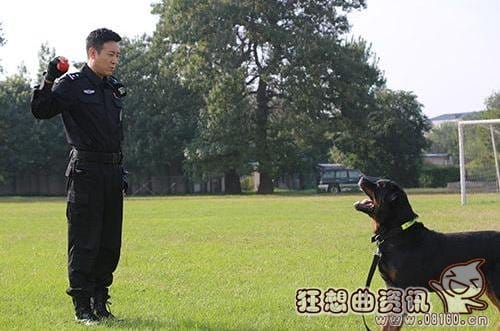 警花与警犬杜飞的狗狗是什么品种的?杜飞扮(杜飞扮演者《警花与警犬》) 警花与警犬杜飞的狗狗是什么品种的?杜飞扮(杜飞扮演者《警花与警犬》)