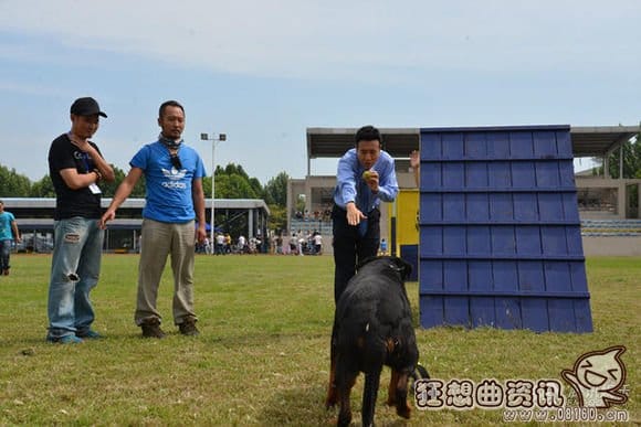 警花与警犬杜飞的狗狗是什么品种的?杜飞扮(杜飞扮演者《警花与警犬》) 警花与警犬杜飞的狗狗是什么品种的?杜飞扮(杜飞扮演者《警花与警犬》)