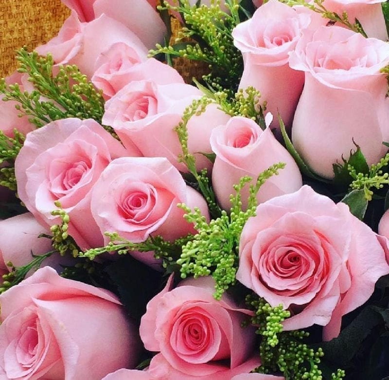 11朵粉色玫瑰花是什么意思（11朵粉色玫瑰花代表什么意思）(图1)