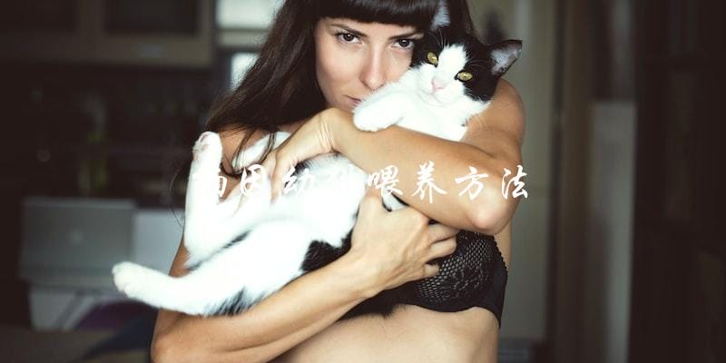 如何正确喂养缅因幼猫？