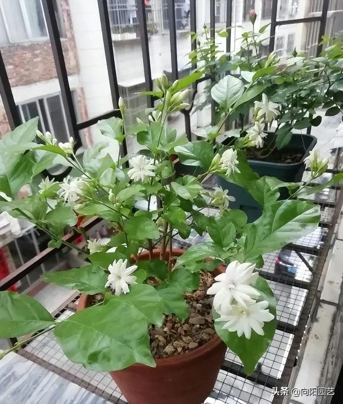 茉莉花能不能晒太阳-(茉莉花可以晒太阳吗)(图2) 茉莉花能不能晒太阳-(茉莉花可以晒太阳吗)(图2)