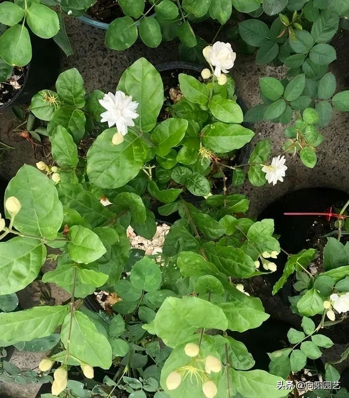 茉莉花能不能晒太阳-(茉莉花可以晒太阳吗)(图6) 茉莉花能不能晒太阳-(茉莉花可以晒太阳吗)(图6)