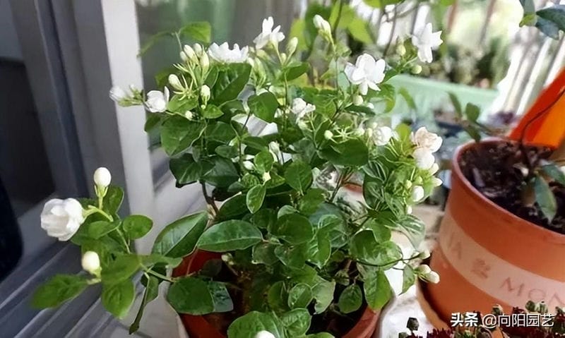 茉莉花能不能晒太阳-(茉莉花可以晒太阳吗)(图1) 茉莉花能不能晒太阳-(茉莉花可以晒太阳吗)(图1)