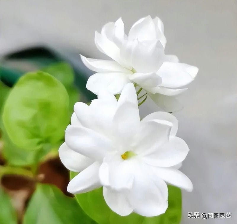 茉莉花能不能晒太阳-(茉莉花可以晒太阳吗)(图4) 茉莉花能不能晒太阳-(茉莉花可以晒太阳吗)(图4)