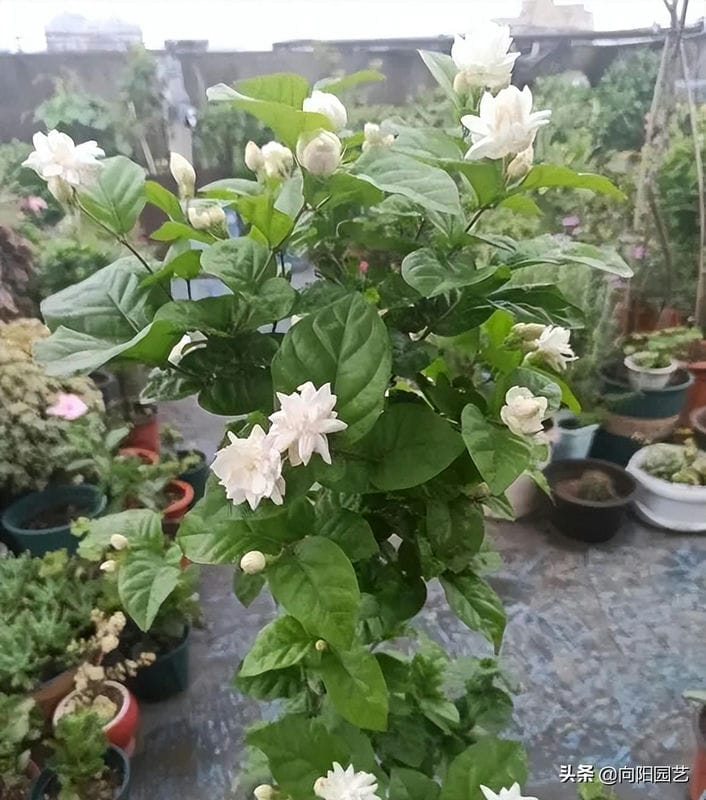 茉莉花能不能晒太阳-(茉莉花可以晒太阳吗)(图3) 茉莉花能不能晒太阳-(茉莉花可以晒太阳吗)(图3)
