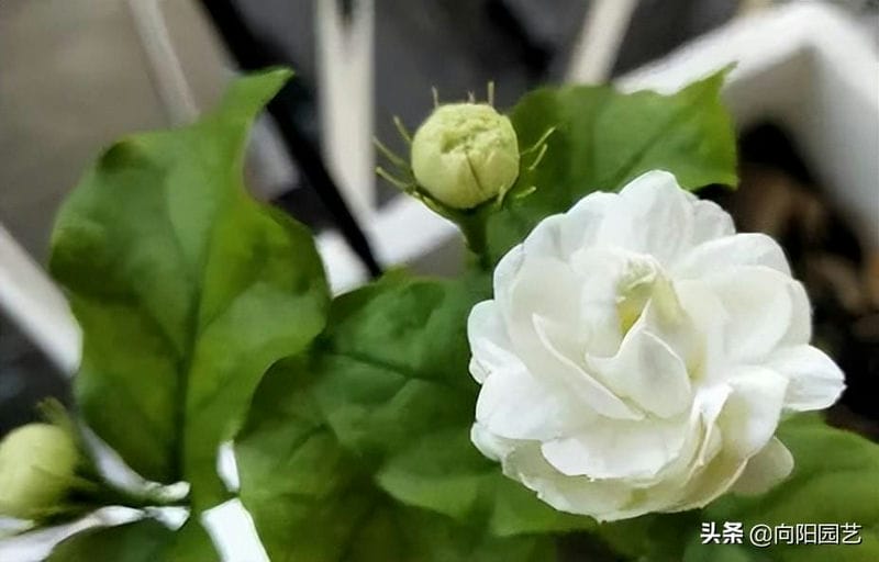 茉莉花能不能晒太阳-(茉莉花可以晒太阳吗)(图5) 茉莉花能不能晒太阳-(茉莉花可以晒太阳吗)(图5)