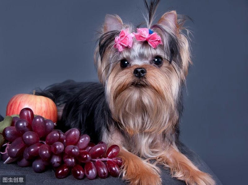 狗狗不能吃的水果和蔬菜,你知道有几个呢-（狗狗不能吃的20种水果）(图4)