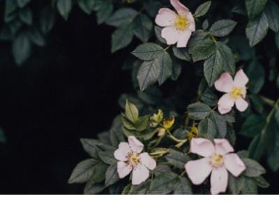 早安正能量语录一句话