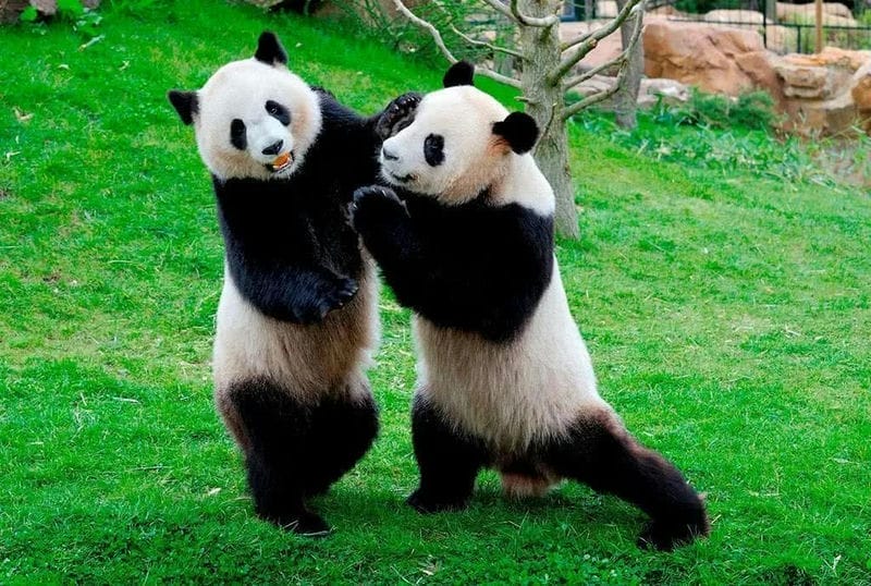 中国外租的大熊猫（国宝大熊猫只有中国有吗）(图3)
