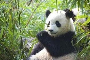 中国外租的大熊猫（国宝大熊猫只有中国有吗）(图1)