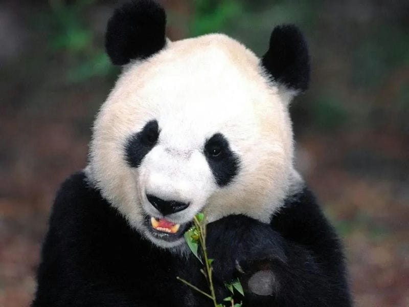 中国外租的大熊猫（国宝大熊猫只有中国有吗）(图2)