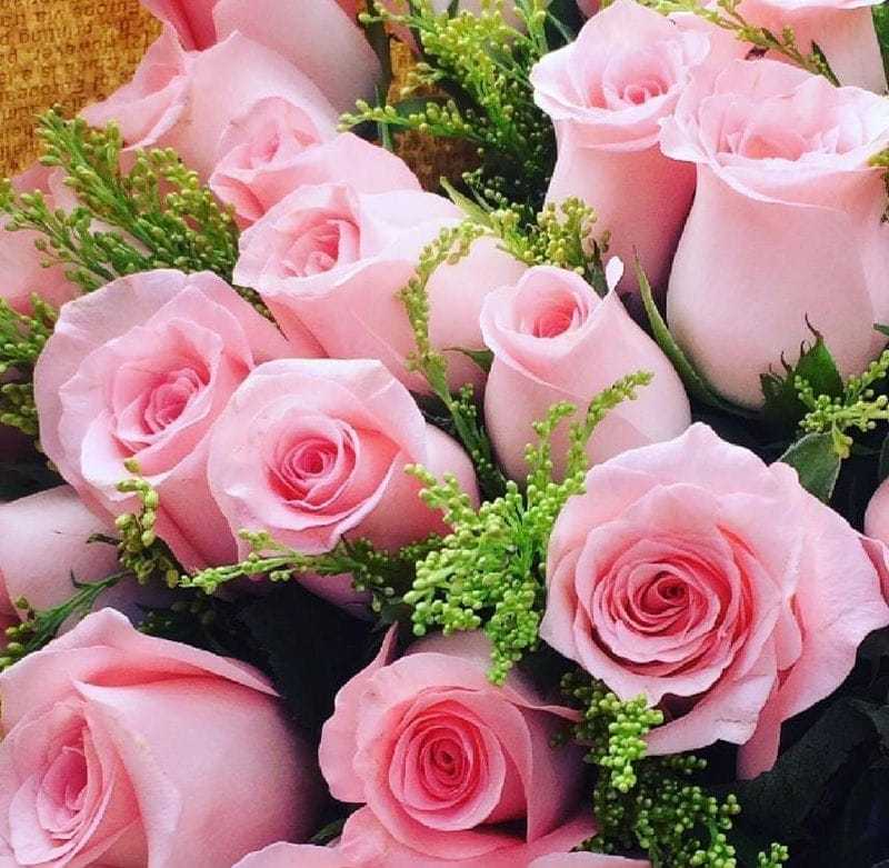 粉玫瑰代表什么送给什么人（送粉色玫瑰是什么意思）(图1)