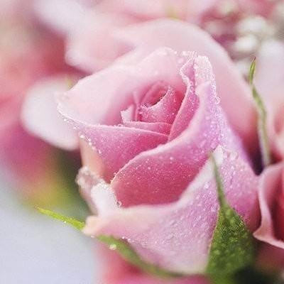 粉玫瑰代表什么送给什么人（送粉色玫瑰是什么意思）(图7)