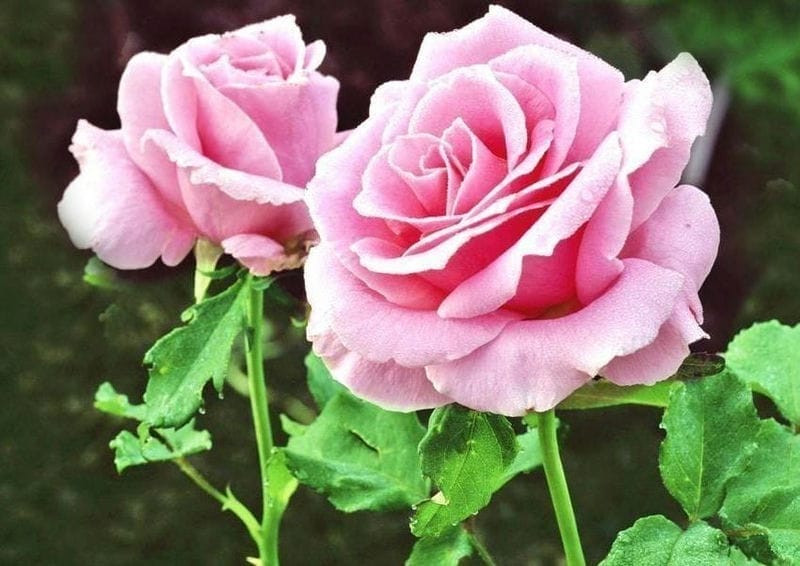 粉玫瑰代表什么送给什么人（送粉色玫瑰是什么意思）(图6)