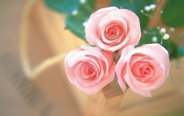 粉玫瑰代表什么送给什么人（送粉色玫瑰是什么意思）(图5)