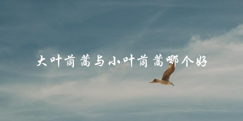 大叶茼蒿还是小叶茼蒿，哪个更优秀？