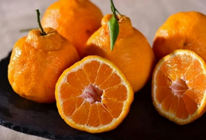 丑橘和粑粑柑哪个更好-（粑粑柑是丑橘吗是什么样子的）(图2)