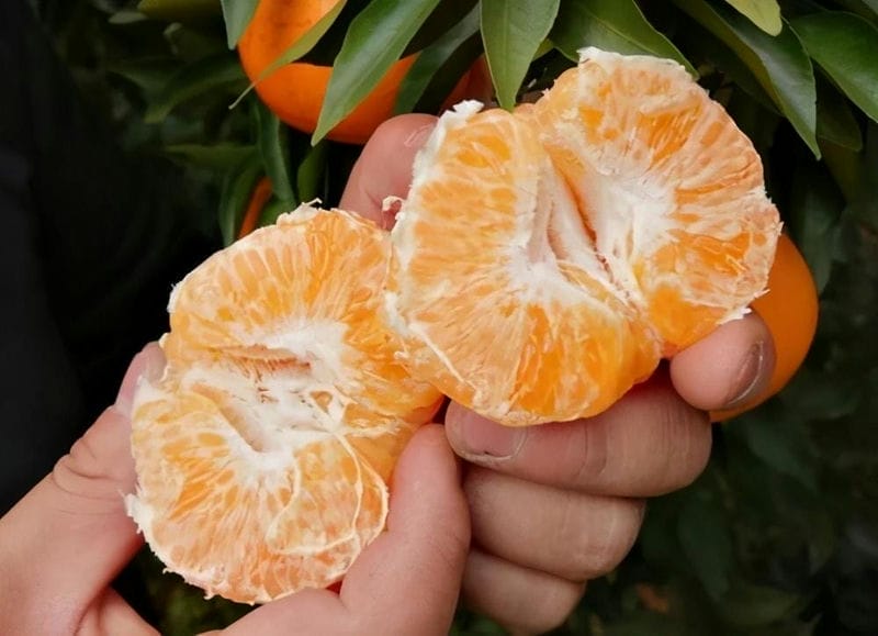 丑橘和粑粑柑哪个更好-（粑粑柑是丑橘吗是什么样子的）(图1)