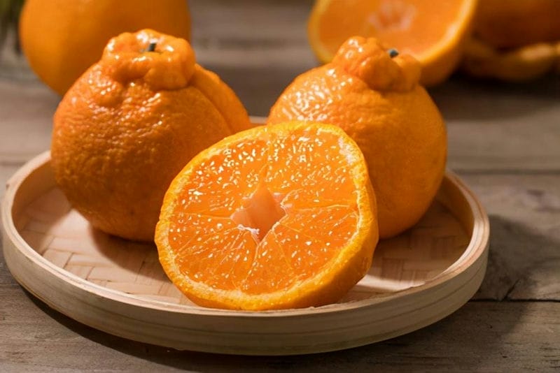 丑橘和粑粑柑哪个更好-（粑粑柑是丑橘吗是什么样子的）(图3)