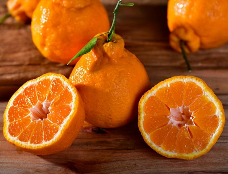 丑橘和粑粑柑哪个更好-（粑粑柑是丑橘吗是什么样子的）(图7)