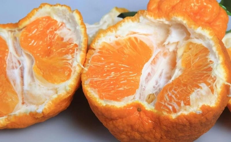 丑橘和粑粑柑哪个更好-（粑粑柑是丑橘吗是什么样子的）(图4)
