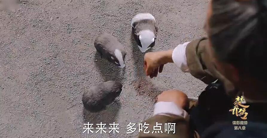 楚乔传左宝仓养的老鼠是什么品种?有什么用 楚乔传左宝仓养的老鼠是什么品种?有什么用