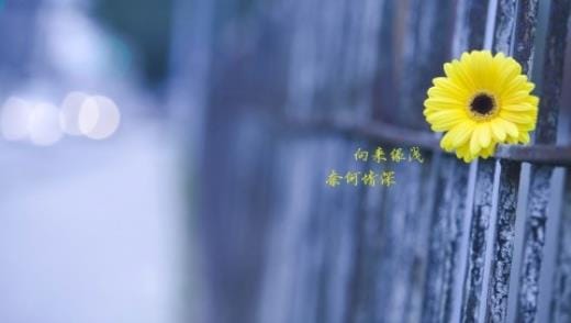 三八妇女节祝福的话