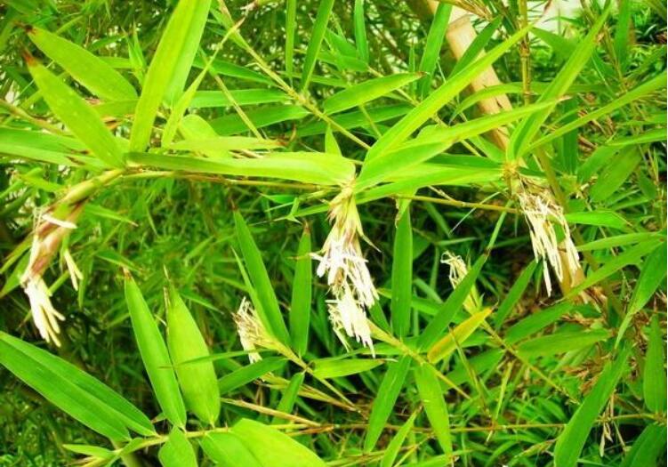 竹子开花一定有灾吗?家里竹子开花是吉还是凶 本文共(970字) 竹子开花一定有灾吗?家里竹子开花是吉还是凶 本文共(970字)