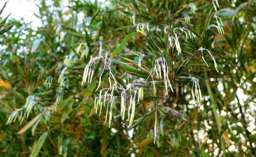 竹子开花一定有灾吗?家里竹子开花是吉还是凶 本文共(970字) 竹子开花一定有灾吗?家里竹子开花是吉还是凶 本文共(970字)