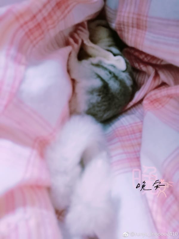 蜜袋鼯有传染病吗?蜜袋鼯为什么会自残 本文共(1006字) 蜜袋鼯有传染病吗?蜜袋鼯为什么会自残 本文共(1006字)