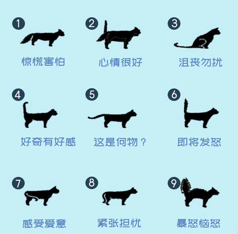 猫咪尾巴尖轻微晃动是什么意思（猫尾巴尖轻轻晃动代表什么意思）(图1)