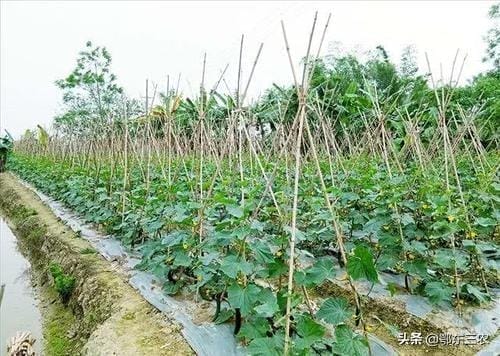 黄瓜啥时候播种(什么时候种黄瓜是最好的时候)(图1) 黄瓜啥时候播种(什么时候种黄瓜是最好的时候)(图1)