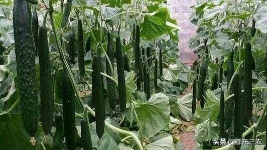 黄瓜啥时候播种(什么时候种黄瓜是最好的时候)(图3) 黄瓜啥时候播种(什么时候种黄瓜是最好的时候)(图3)