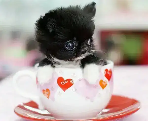 茶杯犬能养活不(茶杯犬能活几年)(图1) 茶杯犬能养活不(茶杯犬能活几年)(图1)