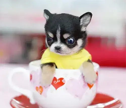 茶杯犬能养活不(茶杯犬能活几年)(图3) 茶杯犬能养活不(茶杯犬能活几年)(图3)