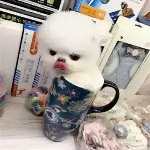 茶杯犬能养活不(茶杯犬能活几年)(图4) 茶杯犬能养活不(茶杯犬能活几年)(图4)