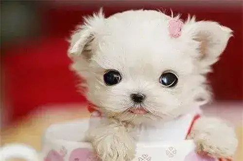 茶杯犬能养活不(茶杯犬能活几年)(图2) 茶杯犬能养活不(茶杯犬能活几年)(图2)