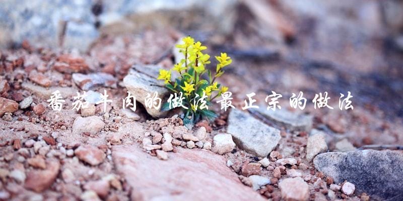 番茄牛肉的做法最正宗的做法 番茄牛肉的做法最正宗的做法