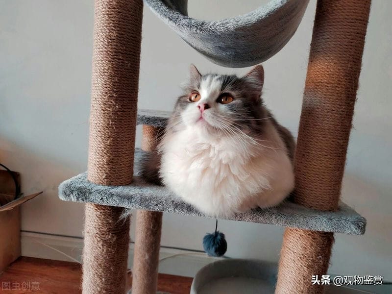 拿破仑猫建议养吗(为什么拿破仑猫不建议养)(图3) 拿破仑猫建议养吗(为什么拿破仑猫不建议养)(图3)